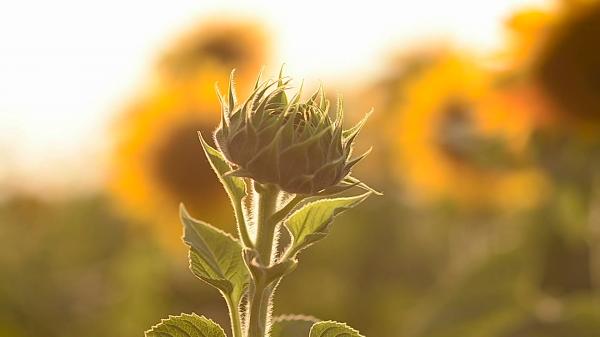 Blooming Flower