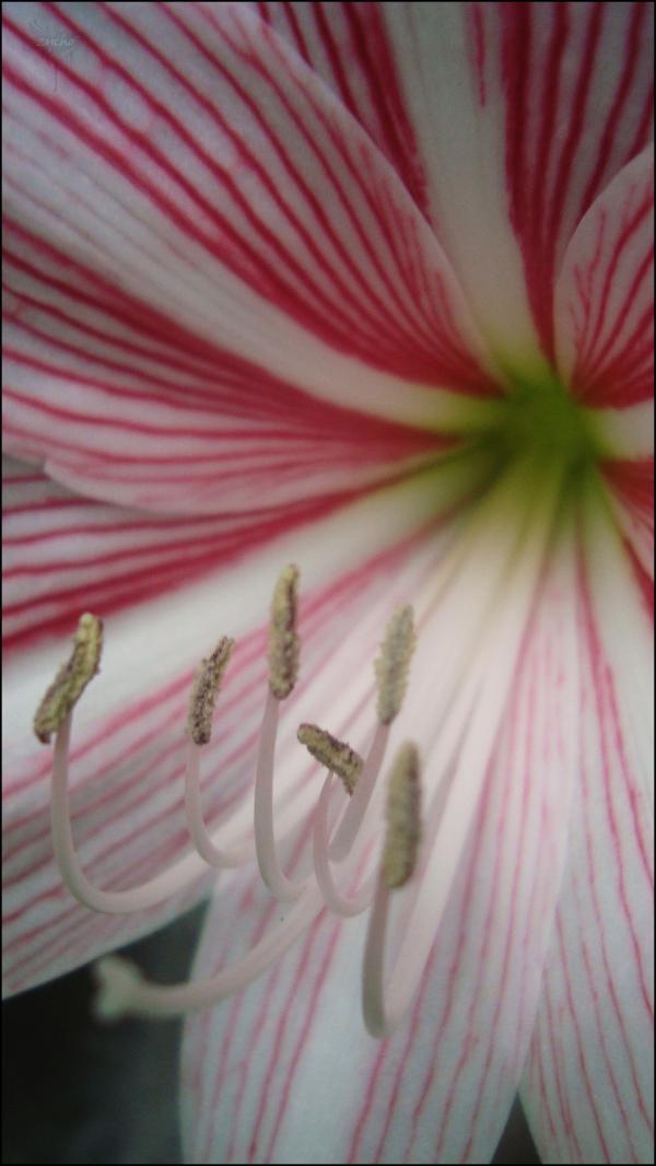 Blooming flower