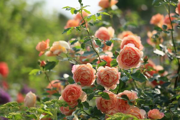 Blooming to life