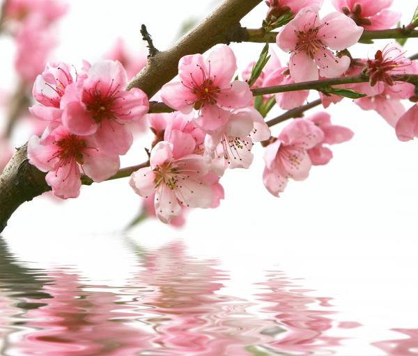 blooming flowers branch