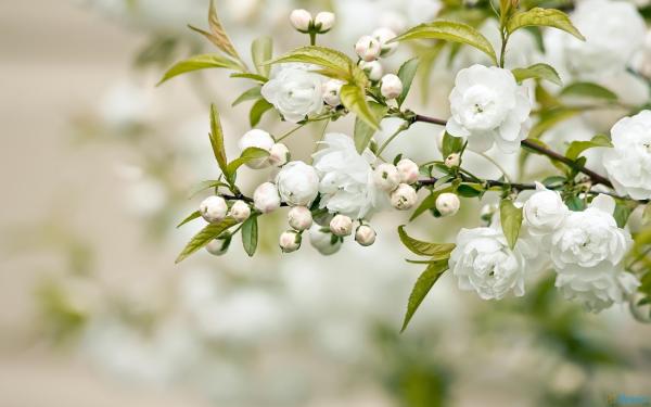 White Flowers Blooming