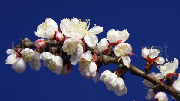blooming flowers branch