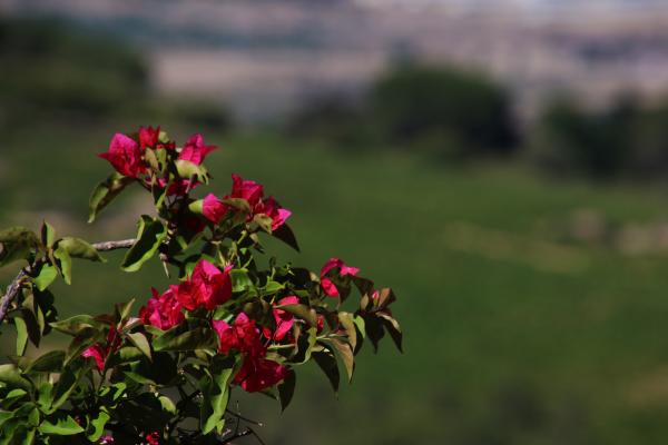 Blooming flowers in the field
