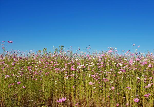 Blooming flowers in the field