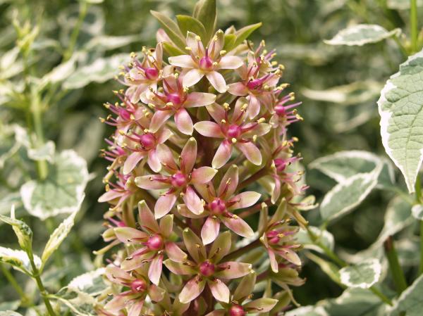 Blooming pineapple in the garden