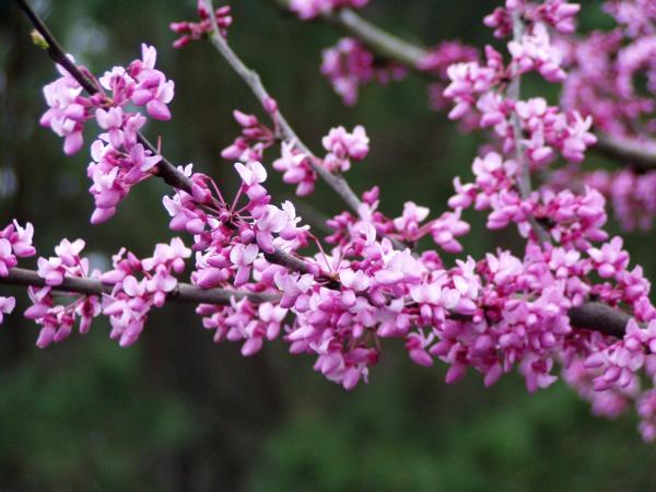 Blooming tree