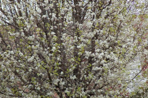 Blooming tree
