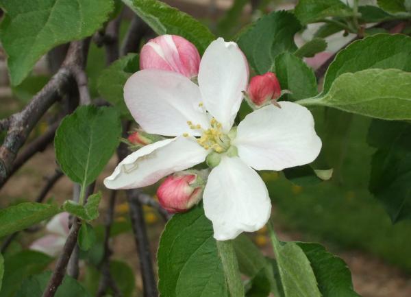 Blossom