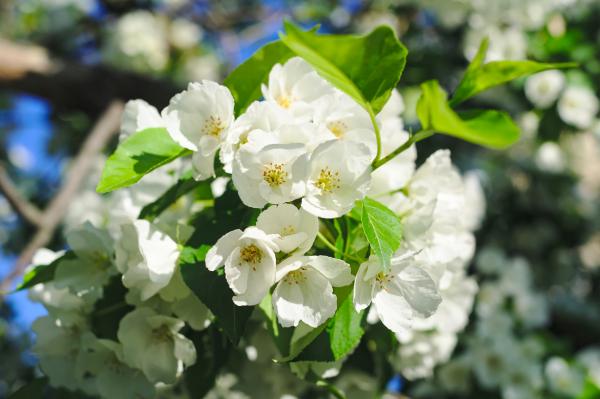 Blossom