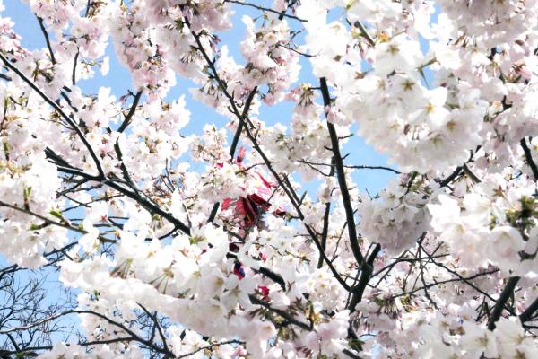 blossoming tree