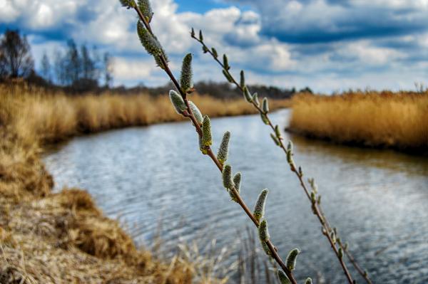 Blossoming willow in the spring