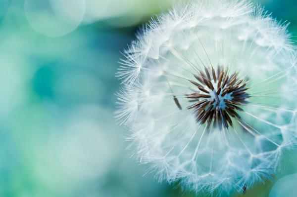 Blowball