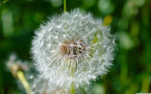 Blowball