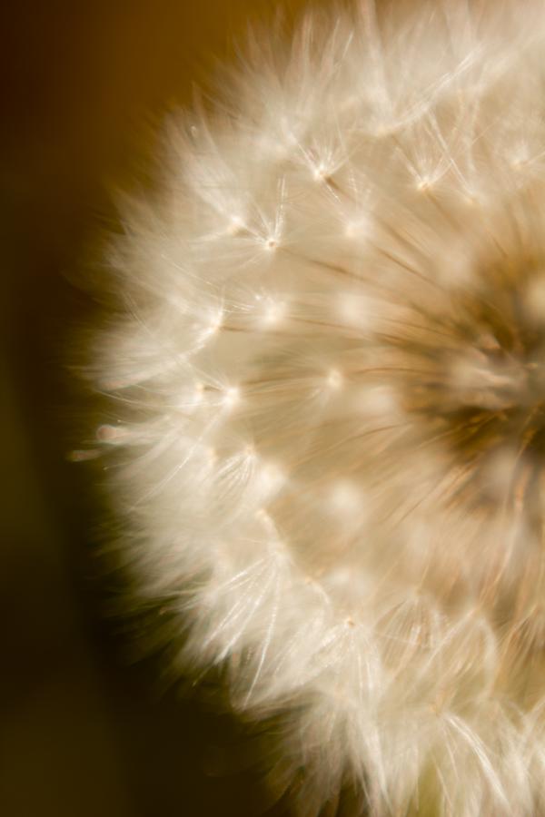 Blowball