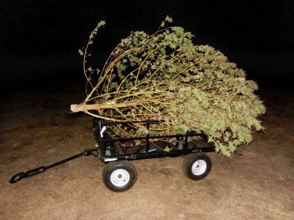 Blower Bud