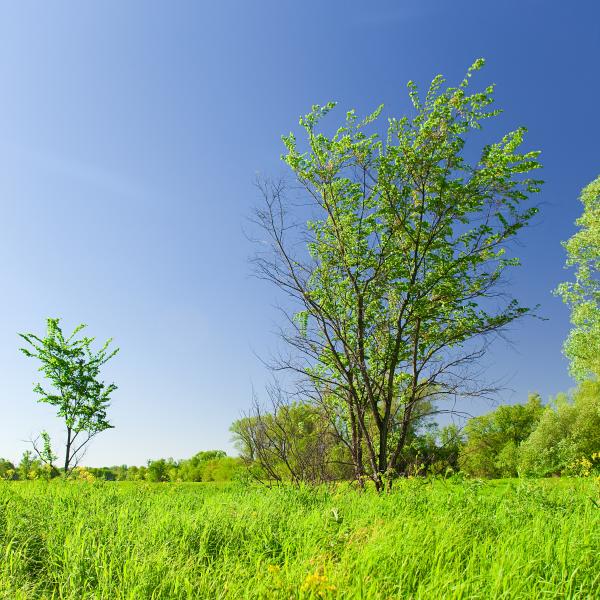 blue and green scene