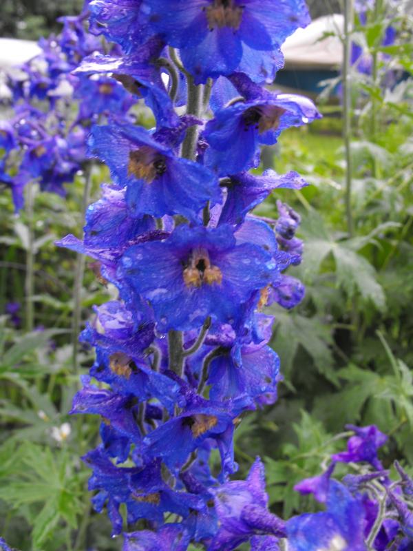 Blue and purple flower