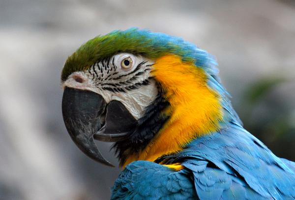 Blue and yellow Macaw. (Ara ararauna),