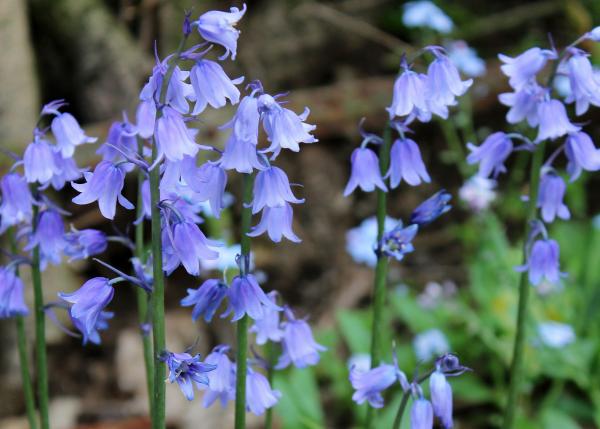 Bluebell Flowers