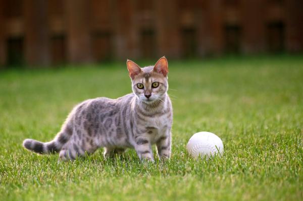 Blue bengal kitten: taste of freedom - 4