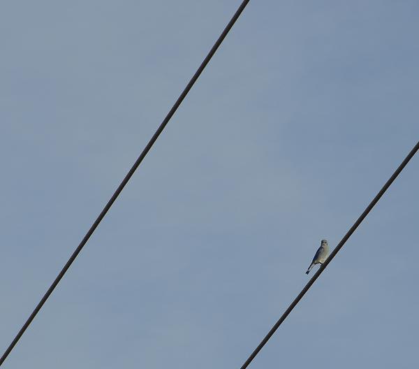 Blue Bird on a Wire
