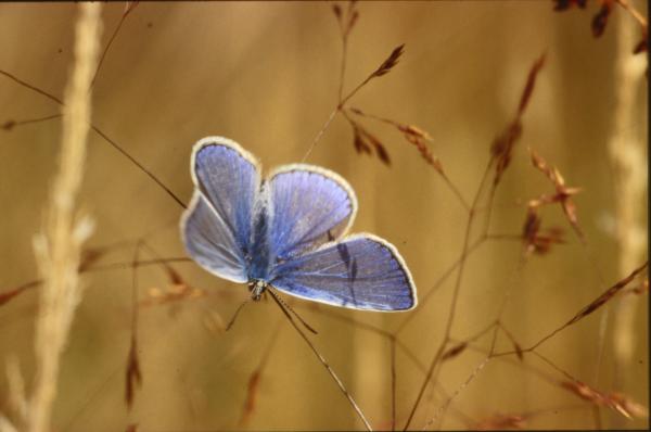 Blue butterfly