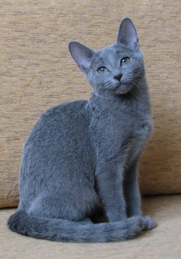 More Blue Cat