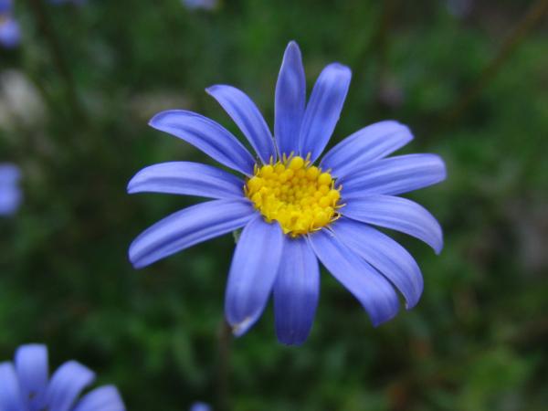 Blue Daisy