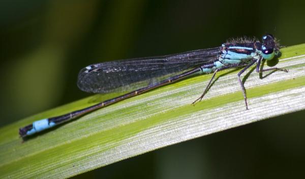 Blue damselfly