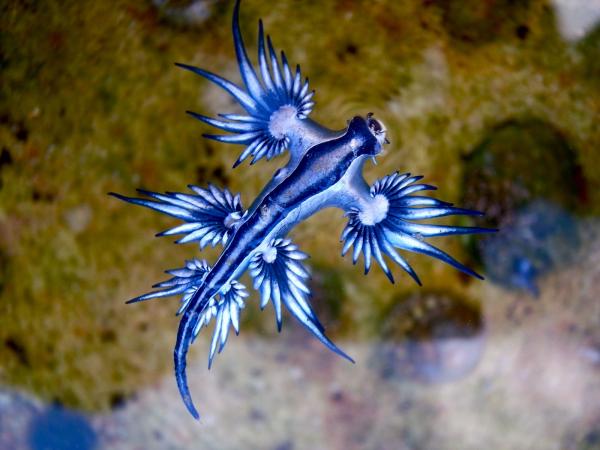 Blue Dragon Mollusk