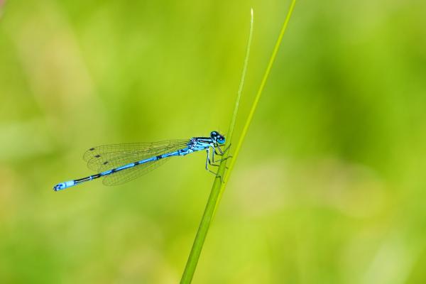 Blue dragonfly