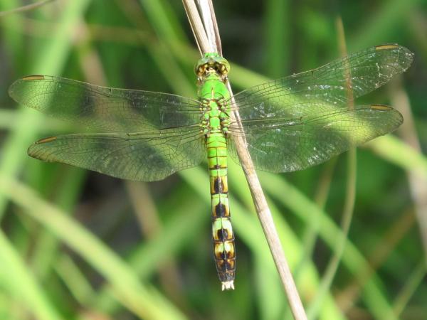 Blue dragonfly