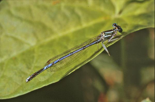 Blue dragonfly