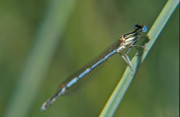 Blue dragonfly