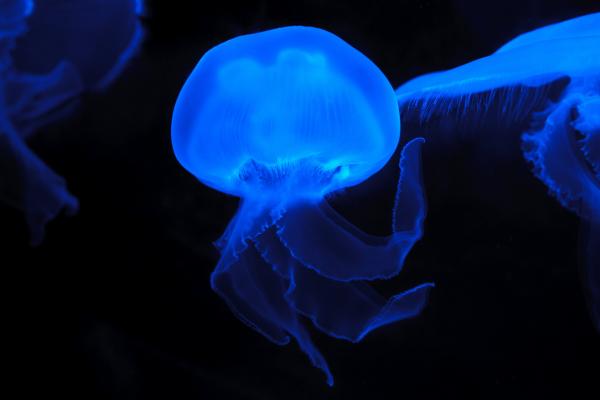 Blue Effect Colored Jellyfish