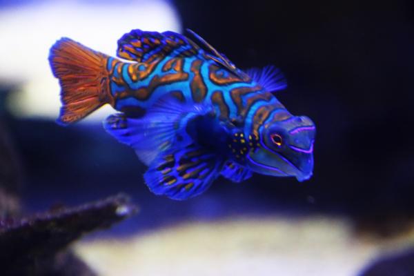 Blue exotic fish in the sea