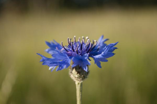 Blue flower