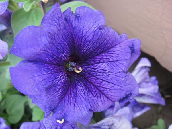 Blue Flower