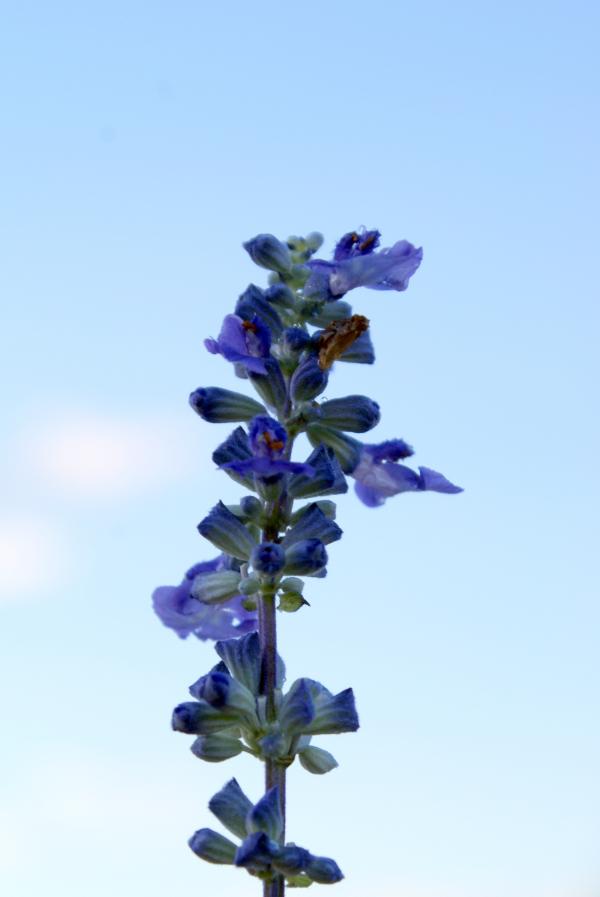 Blue flower