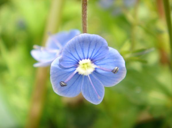 Blue flower