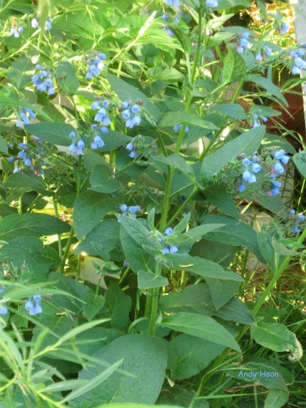 Blue flower
