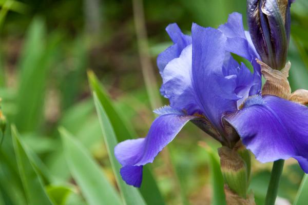 Blue flower