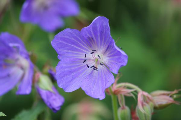 Blue Flower