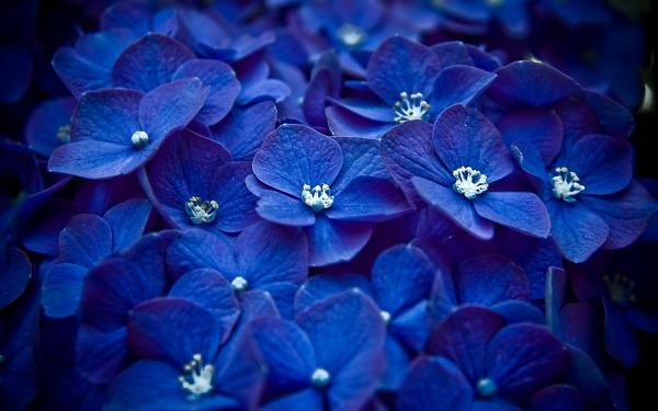 Blue Flowers