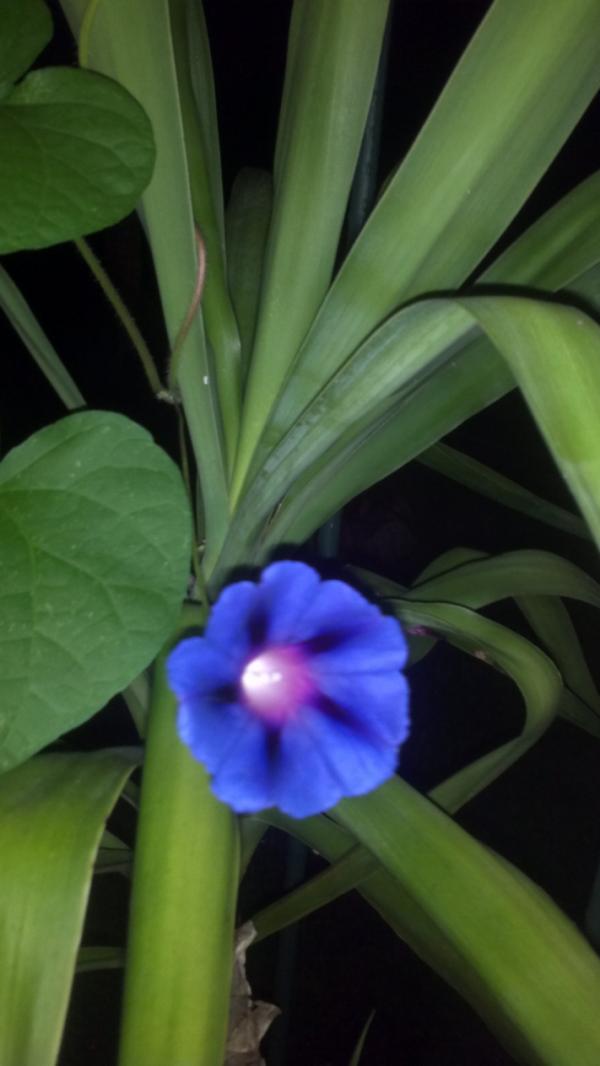 Blue Flower at Midnight