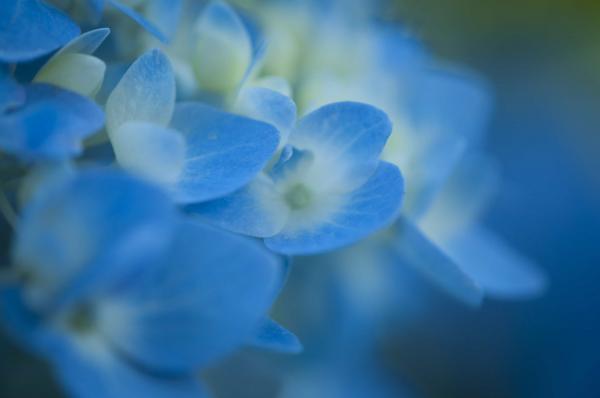 Blue Flower macro