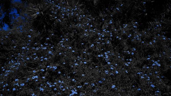 Blue Flowers