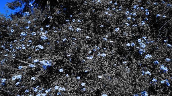 Blue Flowers