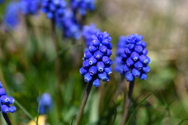 Blue Flowers