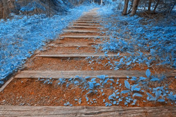 Blue Forest Trail - HDR